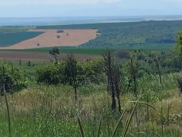 Vidin